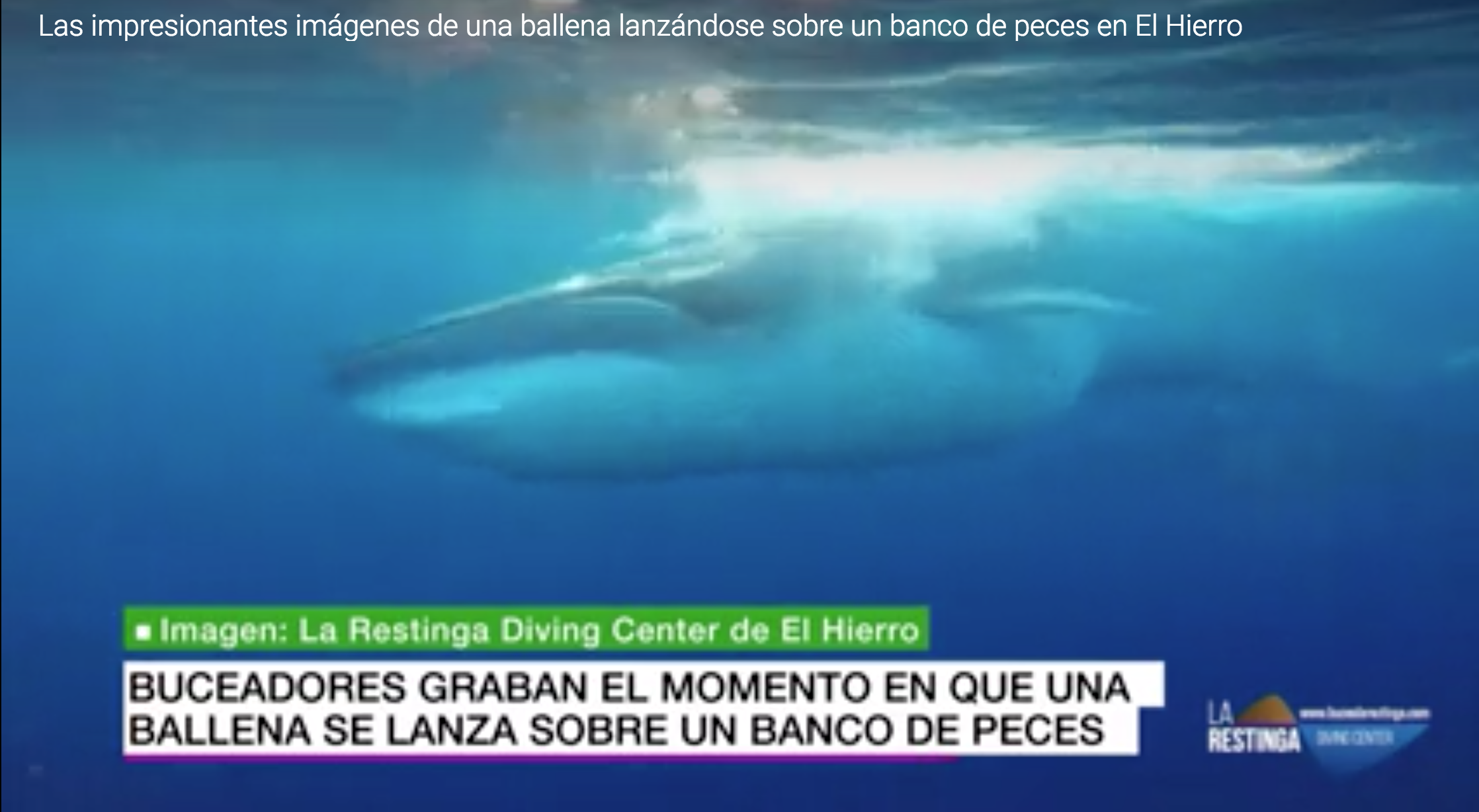 BUCEO LA RESTINGA EN LOS MEDIOS (LA SEXTA) Vídeo ballena comiendo 
